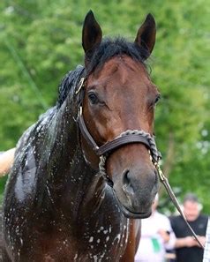 Haikal - Horse Profile - BloodHorse