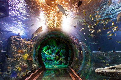 Page 2 | aquarium 1080P, 2K, 4K, 5K HD wallpapers free download | Wallpaper Flare