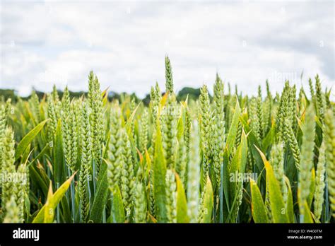 Green Fields Of Ireland High Resolution Stock Photography and Images ...