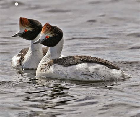 HOODED GREBE photos - wallpapers | the fun bank