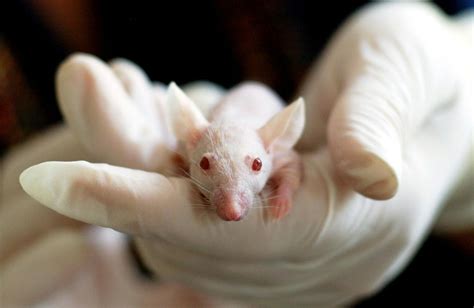 White Baby Mouse · Free Stock Photo