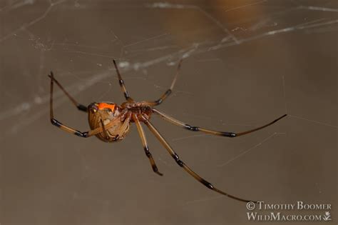 Brown Widow Spider (Latrodectus geometricus) Pictures | Wild Macro Stock Photography