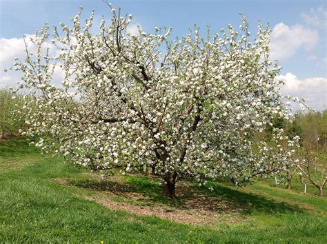 Apple tree in full bloom. Spring 2012. Sky Top Orchard, Flat Rock, NC (With images) | Nature ...