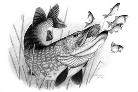 Pin by CSG on peca | Fish drawings, Fish artwork, Pike art