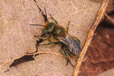 Exploring the Mason Bee Life Cycle - Backyard Beekeeping