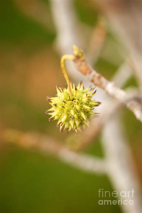 Seed Pod On Sycamore Tree Photograph by Brooke Roby