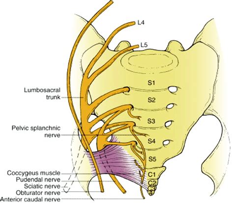 Sacral Nerve Compression - Abba Humananatomy