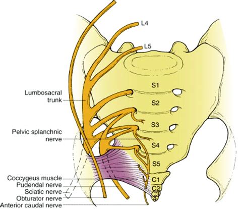 Sacral Nerve Compression - Abba Humananatomy