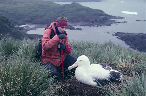 Wandering albatross breeding research - Stock Image - G355/0101 ...