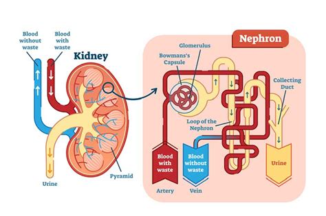 The Main Kidney Function | Symptoms, Test & Diseases | Apollomedics