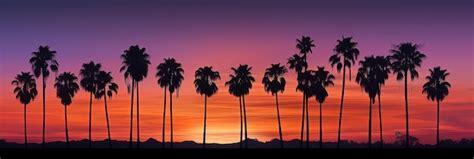 Premium AI Image | Silhouette of palm trees at sunset Vector illustration