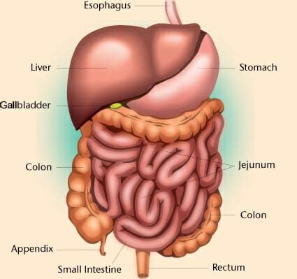 Henry's Home: Abdominal Cavity