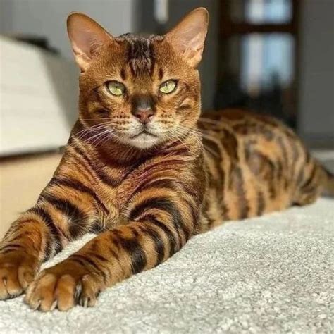 10 Popular Hybrid Cats Explained: Bengal, Toyger, Savannah