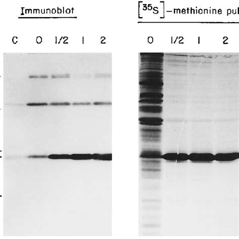 Purification of *. A Coomassie Blue-stained gel summarizing the... | Download Scientific Diagram