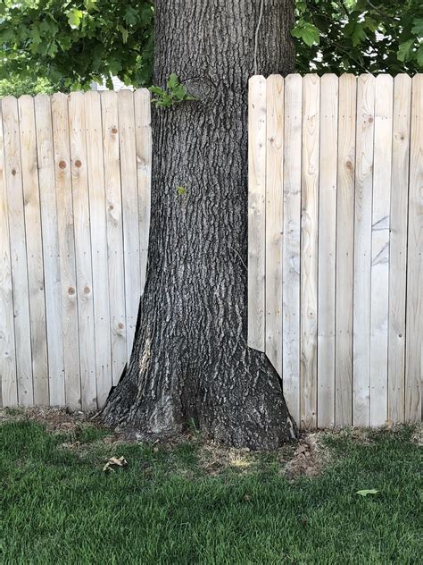 The way this fence is built around the tree. | Dream backyard, Backyard fun, Waterwise landscaping