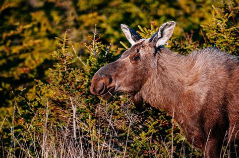 Gros Morne Moose | Moose, Wildlife, Animals