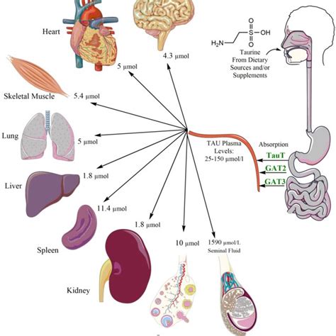 Taurine: Synthesis, Dietary Sources, Homeostasis, and Cellular Compartmentalization | Request PDF