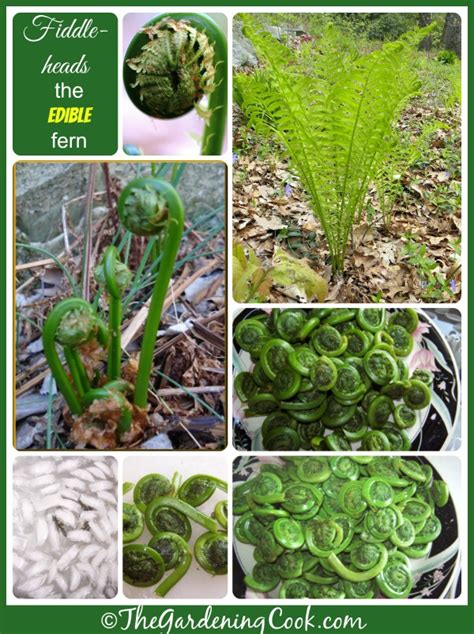 Fiddlehead Ferns - Culinary Delight from the Ostrich Fern