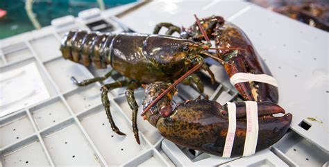 Lobster from Maine | Maine Lobster Marketing Collaborative