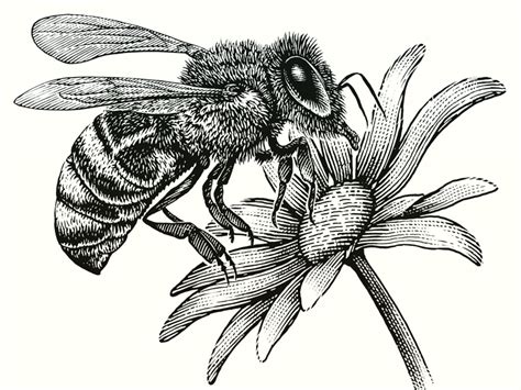 Honey Bee Woodcut Illustration by Steven Noble