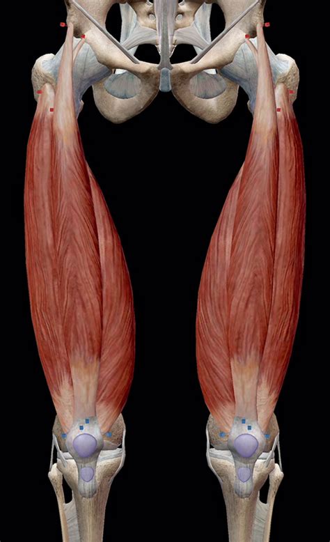 Anatomy Muscle Knee Joint