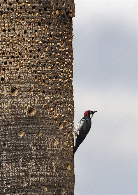 Acorn Woodpecker Stock Photo | Adobe Stock