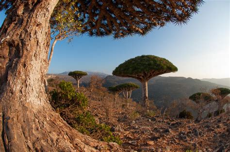 The Socotra Archipelago Looks Out of This World | Travel and Exploration | Discovery