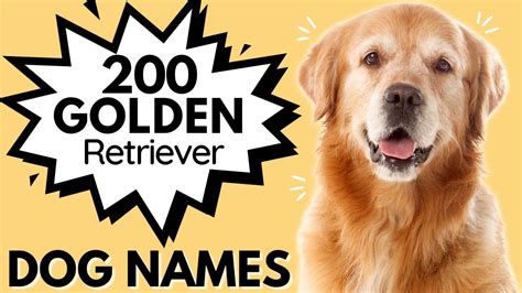 Best Names For A Golden Retriever Boy at Carla Gouveia blog