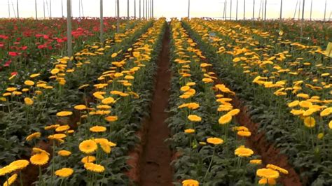 Gerbera Flower Cultivation In Greenhouse | Best Flower Site