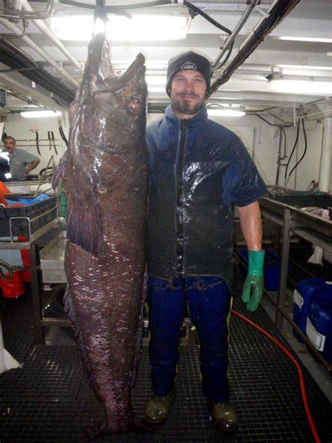 Dangerous art of chasing Patagonian toothfish in the Southern Ocean - ABC News