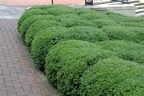 Chicagoland Green Boxwood - Wasco Nursery