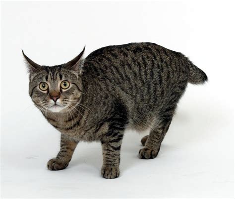 California Spangled Cat - Information, Health, Pictures & Training Pet Paw