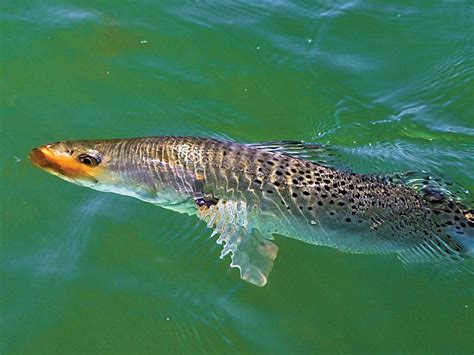 Speckled Trout Fishing Tips | Salt Water Sportsman