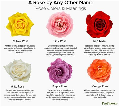 Rose Colors Meaning Chart