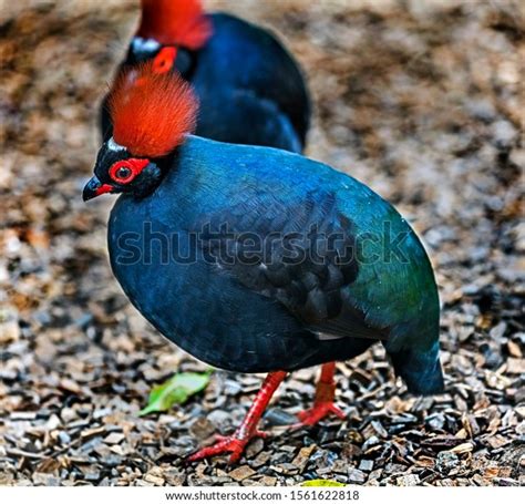 Crested Partridge Known Crested Wood Partridge Stock Photo (Edit Now ...