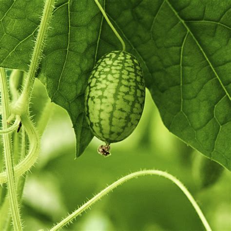 Cukes: Tips, Tricks And Picks For Growing Cucumbers - 27 East