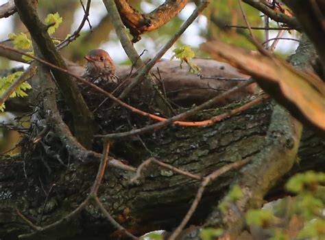 Mistle Thrush on a nest in Queens Wood | Turdus viscivorus -… | Flickr