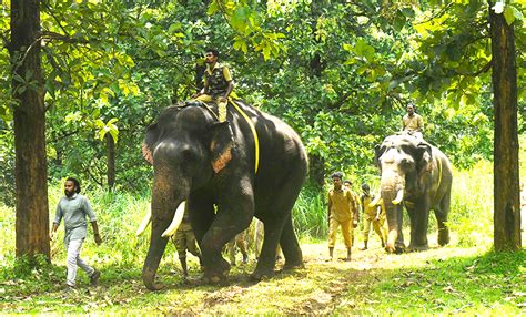 How Kumkis with ‘criminal past’ led the Kerala elephant capture operation | How Kumki elephants ...