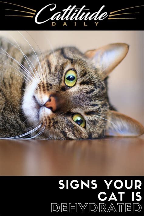 a cat laying on top of a wooden floor next to a sign that says, signs your cat is dehydrated