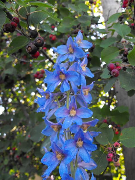 Free photo: Blue flowers - Blooming, Blue, Flowers - Free Download - Jooinn