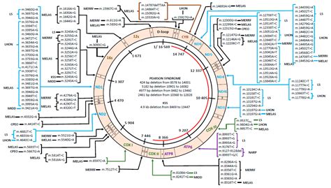 Mitochondrial Dna Mutations In Human Disease - Pregnancy Depression