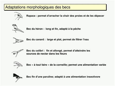 PPT - LES ADAPTATIONS PowerPoint Presentation, free download - ID:2971226