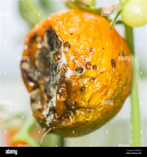 Decaying food hi-res stock photography and images - Alamy