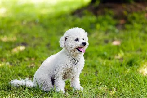 Bichon Frise - All About Dogs | Orvis