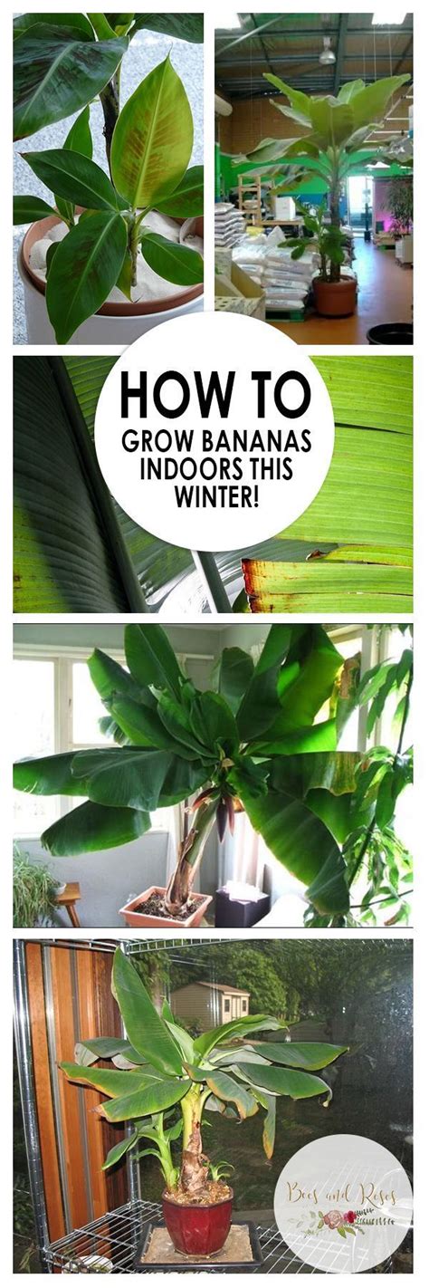 How to Grow Bananas Indoors This Winter!| Growing Bananas Indoors, How to Grow Bananas, Indoor ...