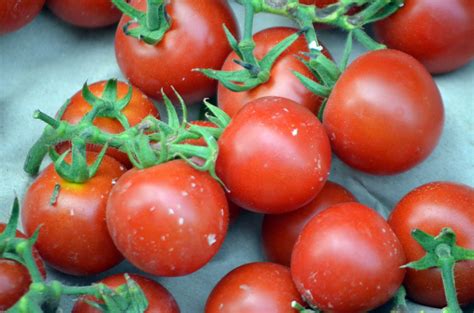 Cherry Tomato Free Stock Photo - Public Domain Pictures