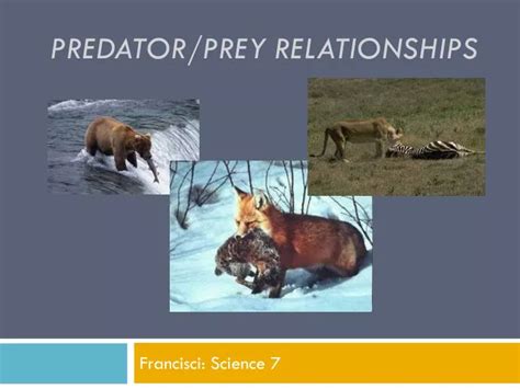 PPT - Predator/prey relationships PowerPoint Presentation, free download - ID:2277766