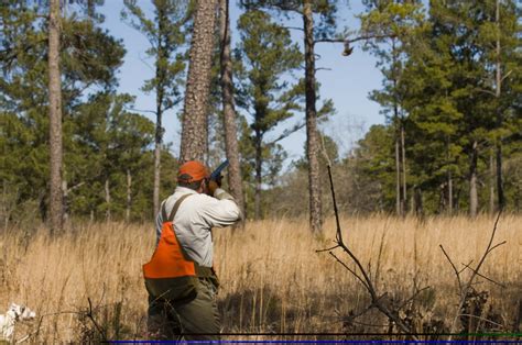 Quail Hunting | Sedgefields Lakes Plantation