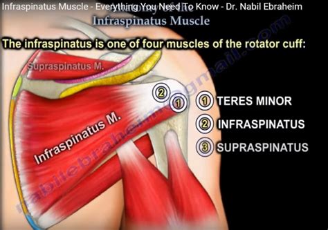 Anatomy of #Infraspinatus Muscle — OrthopaedicPrinciples.com