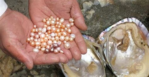 This Lucky Woman Opened a Clam and Found THESE Inside! - Elite Readers